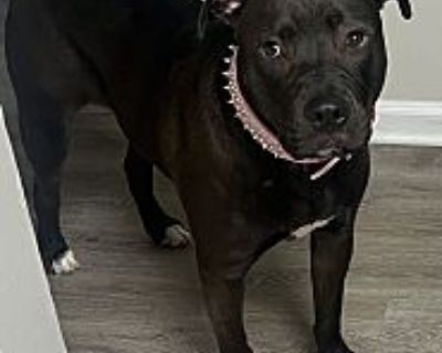 Bebe - Labrador Retriever/American Pit Bull Terrier Mix Female Dog for Adoption