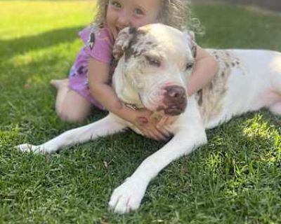 ZAZA-ADOPT Me! - Bulldog/Boxer Mix Female Puppy for Adoption