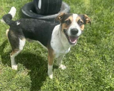 Petey - Hound (Unknown Type) Male Dog for Adoption