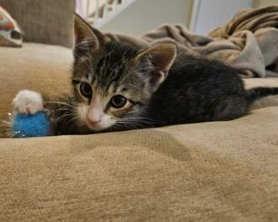 Meet Spiked! She is very playful and such a beautiful sweet girl. She loves to play and wrestle with her sisters (Gin & Punch) and her mom (Cider). She is very curious and loves to play with wands and toys and anything she can turn into a toy. She is also a huge cuddle bug that will climb up on your lap or legs to nap. Great with kids and other cats. She has also met my large dog. Spiked is bei...