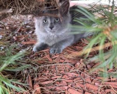 Bob - Maine Coon Male Kitten For Sale