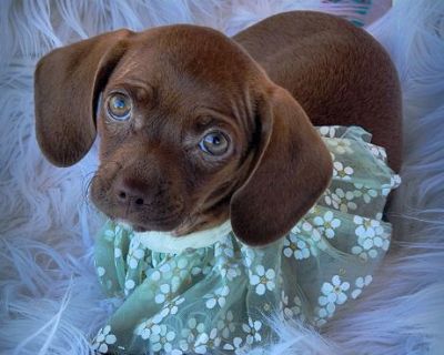 Sugar Crush - Dachshund & Chihuahua Mix Female Puppy for Adoption