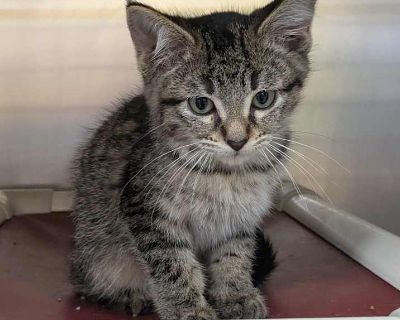 Child. Brown tabby. Microchipped. These kittens will be available Tuesday at 10 am. Their adoption fee is $25 or 2 for $25, kittens do better with a friend. Adoption process Adoption includes spay/neuter surgery, microchips, current vaccinations, worming, and flea-tick treatment. . Usual rates: $100 Puppy/small dog $80 Most dogs $25 Senior dogs and cats $50 Most Cats and Kittens Occasionally we...