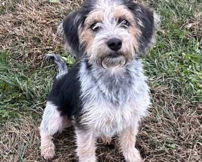 PINKY is a delicious little scruffy puppy looking for a home. Our best guess is she's a cairn terrier/border terrier type mixed breed girl. She is just shy of 6 months old and currently 15 pounds and we don't expect her to get much bigger. Pinky is bouncy and fun and loves to play with her toys. She's a lively little girl who isn't ready for life as a lap dog, she needs a home where she will ge...