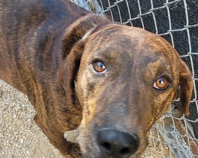 Blitzen - Treeing Walker Coonhound & German Shorthaired Pointer Mix Male Dog for Adoption