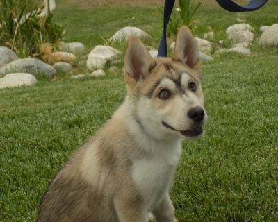 Zephyr - Siberian Husky & Alaskan Malamute Mix Male Dog for Adoption