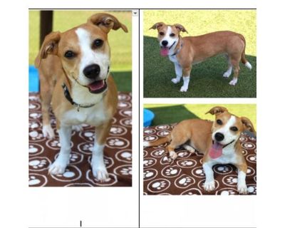 Po - Beagle/Jack Russell Terrier Mix Female Dog for Adoption