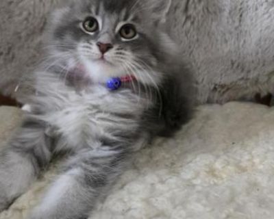 Kai - Maine Coon Male Kitten For Sale