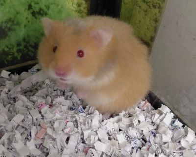 Gizmo - Hamster Male for Adoption