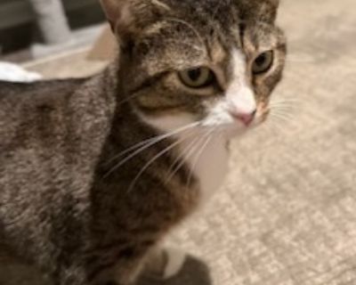 Lyla - Domestic Short Hair Female Cat for Adoption