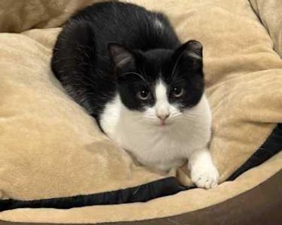 Meet Speedy! If you are interested in our kittens and would like to arrange the meet and greet at fosters homes, please complete the adoption application using the following link (copy & paste it into your browser) https://form.jotform.com/82828565257166 or text us for more info at (908) 986-2505 Our cats and kittens are allowed to be adopted anywhere in NYC/NJ/Long Island. Please note, all our...