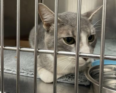 Felix - Domestic Short Hair Male Cat for Adoption