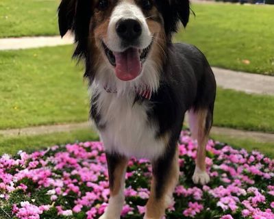 0472 Banks - Australian Shepherd Male Dog for Adoption