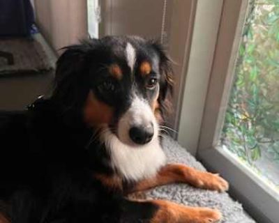 Macaroon - Australian Shepherd Female Dog for Adoption