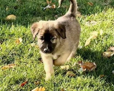 Child. Brown/chocolate - with black. Feast your eyes on this darling litter of 11 this fall! The "Leaf" litter is perfect example of all the various colors of foliage on the trees this autumn season! The pups were born in rescue on September 27th and have been expertly raised by their Momma (Autumn Leaf - also available for adoption and photo included for reference) and all in the same foster h...