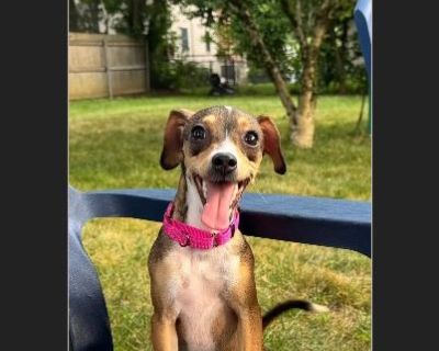 Chucha - Female Puppy Chihuahua / Rat Terrier for Adoption