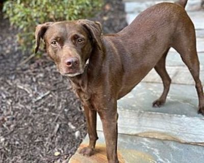 Coco Puffs - Labrador Retriever Female Dog for Adoption