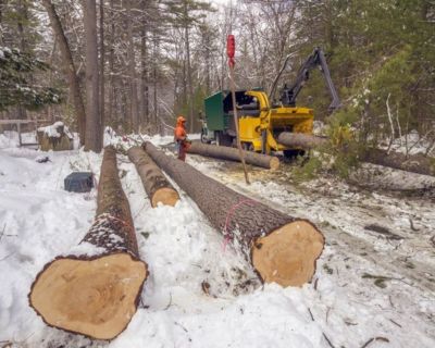 Tree Cutting Service | Sioux Falls Tree Service