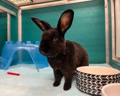 Meet Budzin! This handsome guy is ready to spend his golden years in a comfy cozy retirement home! Budzin is a friendly rabbit with velvety soft fur who would do best in a calm home where he can free roam majority of the home. Budzin has been a free roaming rabbit for all of his 6 years before making his way to us, and he cannot wait to get back to that cushy lifestyle and be spoiled like the p...