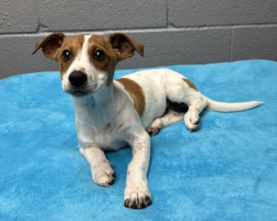 Meet Buddy, the curious and playful pup who will bring endless joy and laughter into your life! This little guy is a bundle of affection and curiosity, always up for an adventure and ready to explore the world with his new family. With his silly and friendly personality, Buddy is sure to keep you entertained and will be the perfect companion for all your playful shenanigans. He is eager to lear...