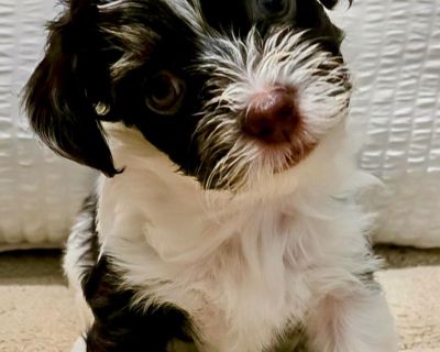 2 Male and 4 Female Havanese Puppies for Sale