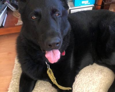 pedigree Black German Shepherd for stud