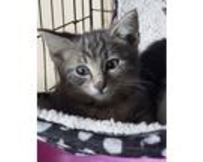 (cs) Lincoln (pending), Domestic Shorthair For Adoption In St.