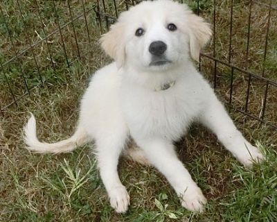 Sadie - Golden Retriever/Great Pyrenees Mix Female Puppy for Adoption