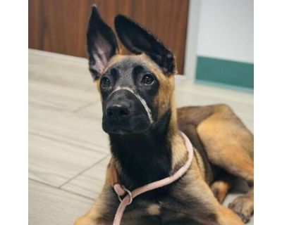 Gemma - Belgian Malinois/Mixed Breed (Medium) Mix Female Puppy for Adoption