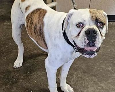 Found stray: Pugsley - Boxer/American Bulldog Mix Male Dog for Adoption