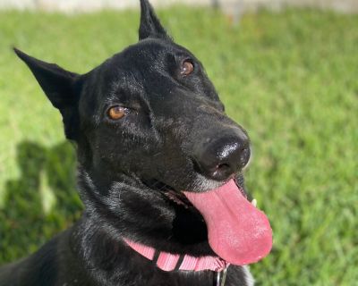 Lucero - German Shepherd Dog & Black Labrador Retriever Mix Female Dog for Adoption