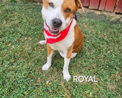 Royal - Pit Bull Terrier Male Dog for Adoption