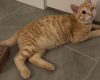 Child. Orange or red. Hair: short. Microchipped. Adoption process Queen Anne's County Animal Services (QACAS) strives to find the best match for both person/family and for our animals looking for their long time homes. In order to foster or adopt an animal, the person or family must submit a short adoption application and speak to the staff. Our adoption fees cover QACAS costs of spay and neute...