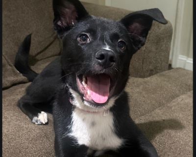 Olive is a 5 mo.old, 25 lb., happy and active girl! Olive is potty and house-trained, socialized, bright, and playful!. If interested, please email robbinsrescueranch@gmail.com or fill out an adoption application here: www.robbinsrescueranch.com *Transport included in adoption fee!. Characteristics Friendly, Playful, Affectionate, Smart Coat length Medium House-trained Yes Health Vaccinations u...