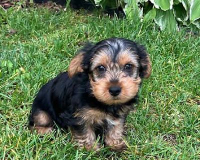 Eggo - Yorkie, Yorkshire Terrier Male Puppy for Adoption