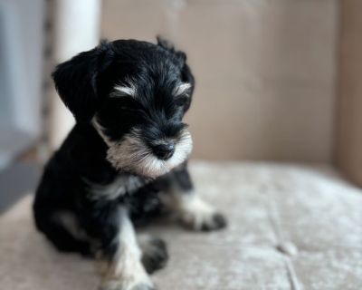 Puppyfind miniature hot sale schnauzer