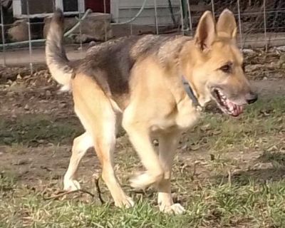 Shera - German Shepherd Dog Mix Female Dog for Adoption