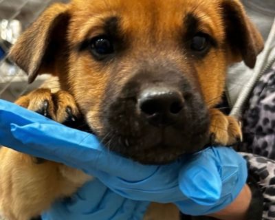 Health Vaccinations up to date.. Puppy Male Small