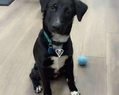 Meet Bo the Sweetest Pup Looking for His Forever Home! This adorable boy was found outside a grocery store, hungry and begging for food, but now he s safe, thriving, and ready to find his forever family! He s currently about 30-35 lbs. All About Bo: Around 5 6 months old Potty trained & crate trained Fully vetted (neuter scheduled soon!) -Smart as can be! Knows sit, wait, and even eats on comma...