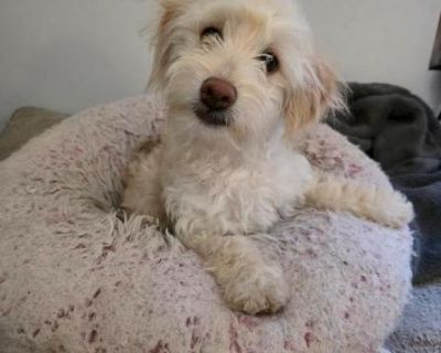 Brie is the cutest, softest, sweetest little girl anyone could even dream of! She's around 6mo old and 10 lbs so won't be getting too much bigger. Brie loves being as close as possible to her humans so would do best with stay-at-home or work-from-home parents. She's too delicate for young kids (although she herself is very gentle!) so older kiddos only who know how to behave around teeny tiny l...