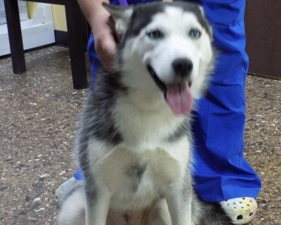 Young LIBERTY - Siberian Husky Female Dog for Adoption