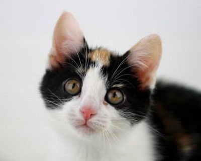 Bianca - Domestic Shorthair Female Cat for Adoption