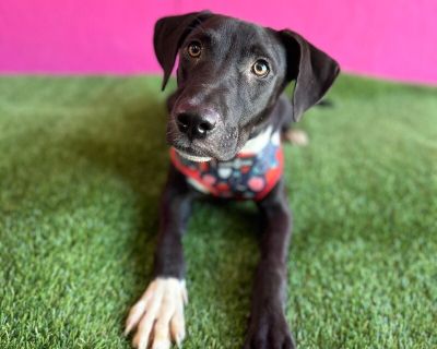 Willy - Border Collie & Black Labrador Retriever Mix Male Puppy for Adoption