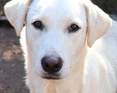 Prancer - Labrador Retriever & Anatolian Shepherd Mix Male Dog for Adoption