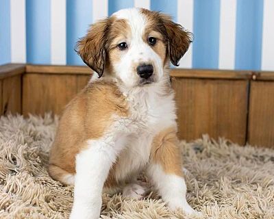 Pepper - Great Pyrenees/Mixed Breed (Large) Mix Female Puppy for Adoption