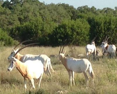 Land For Sale Kerrville, TX | Dominion Lands