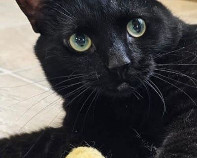 Marlie 4204C - Domestic Shorthair Female Cat for Adoption