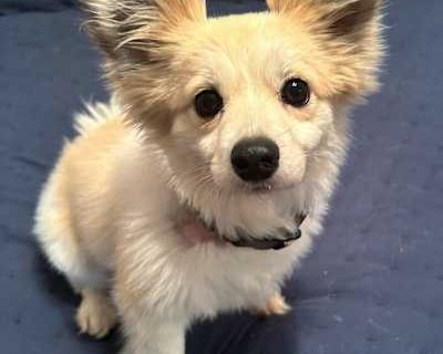 Harvey - Corgi/Pomeranian Mix Male Dog for Adoption