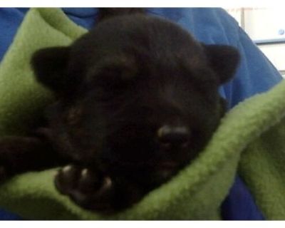 KEESHA - Mixed Breed (Medium) Female Puppy for Adoption