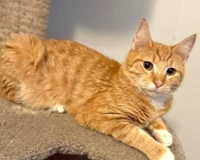 Socks Taylor - Domestic Short Hair & Tabby Mix Male Cat for Adoption